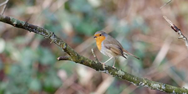 Unieke stap voor de natuur: Aanleg dierenvoedselbos in Park Hitland!