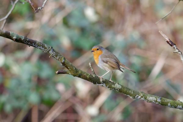 Unieke stap voor de natuur: Aanleg dierenvoedselbos in Park Hitland!